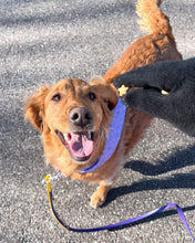 Cargar imagen en el visor de la galería, Juegos de cortadores múltiples con forma de estrella (tamaño de premio de entrenamiento) disponibles con herramienta opcional