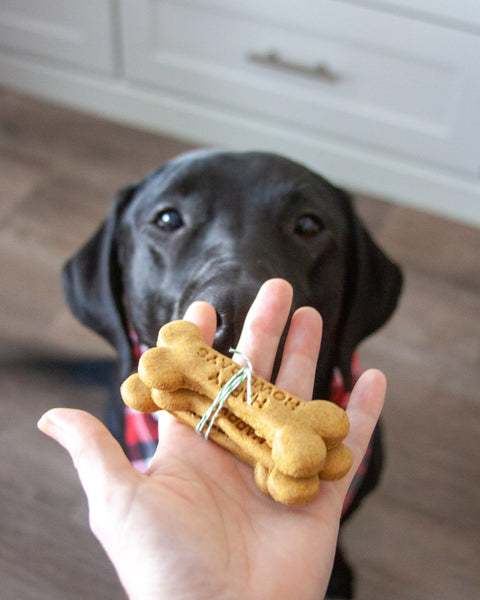 Receta de galletas de jengibre para perros