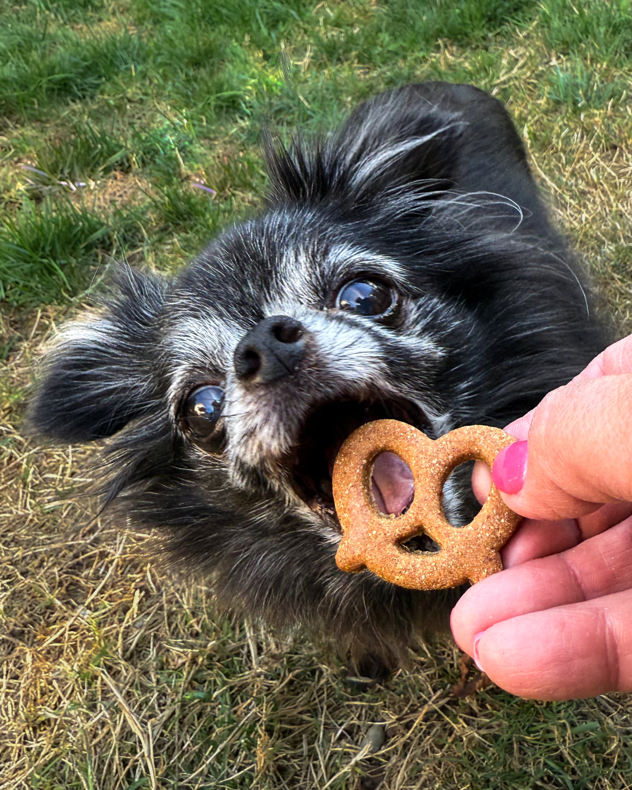 Pretzel Shape Cookie Cutter – Loki Doki Dog