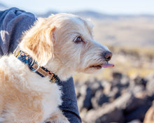 Load image into Gallery viewer, Garden Boutique Dog Collar (Personalization Available)
