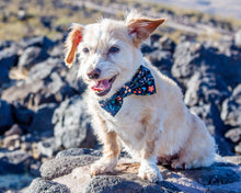 Load image into Gallery viewer, Garden Boutique Dog Bow Tie
