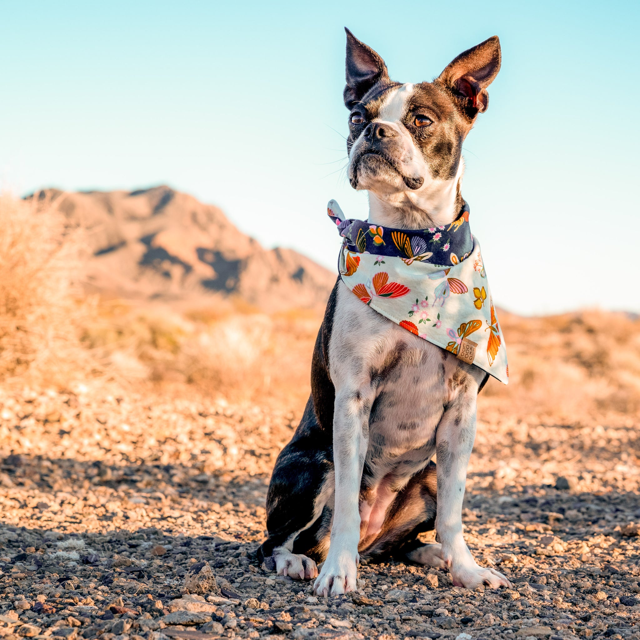 Butterfly Dog Collar