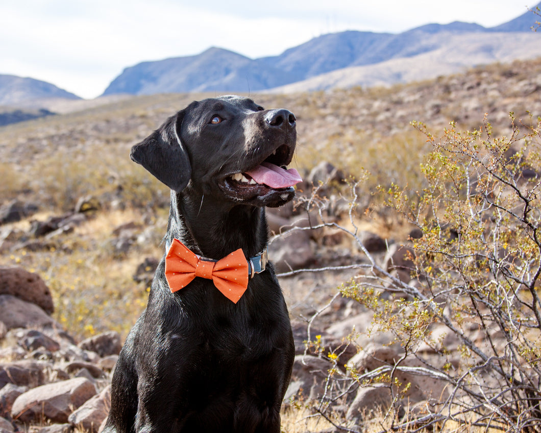 Orange Dot Dog Bow Tie