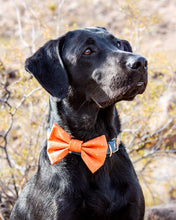 Load image into Gallery viewer, Orange Dot Dog Bow Tie
