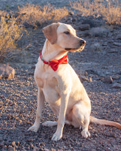 Load image into Gallery viewer, Classic Red Dog Collar (Personalization Available)

