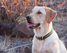 Load image into Gallery viewer, Emerald Charm Dog Collar (Personalization Available)
