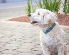 Load image into Gallery viewer, Indigo Prism Dog Collar
