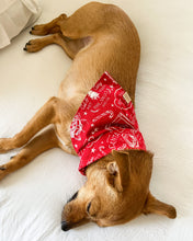 Load image into Gallery viewer, Red Vintage Holiday Dog Bandana
