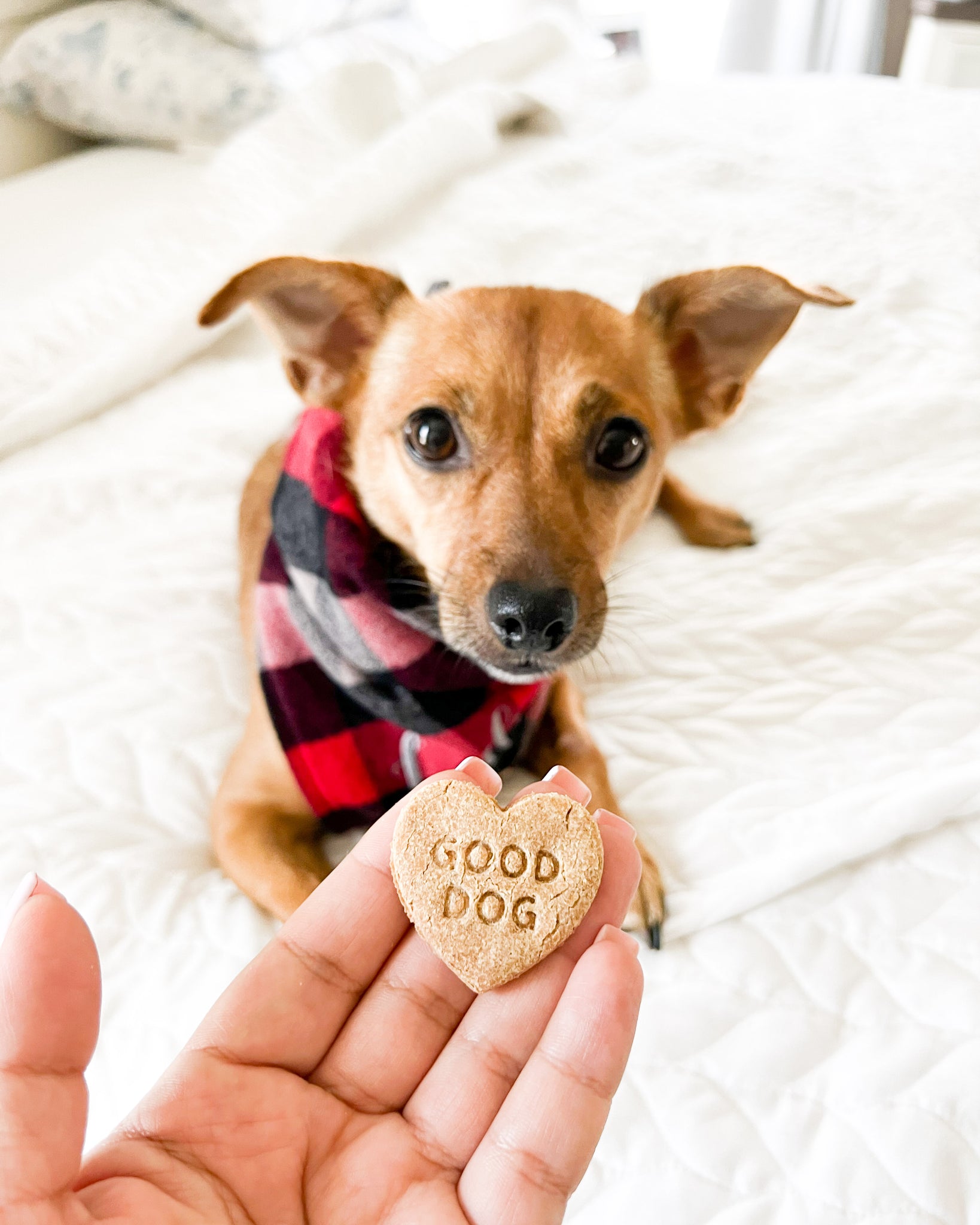 Conversation Heart Shaped Cookie Cutter (NEW Additional sayings availa –  Loki Doki Dog