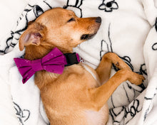Load image into Gallery viewer, Fuchsia Delight Dog Bow Tie

