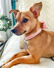 Load image into Gallery viewer, Darling Little Bunny Dog Collar (Personalization Available)
