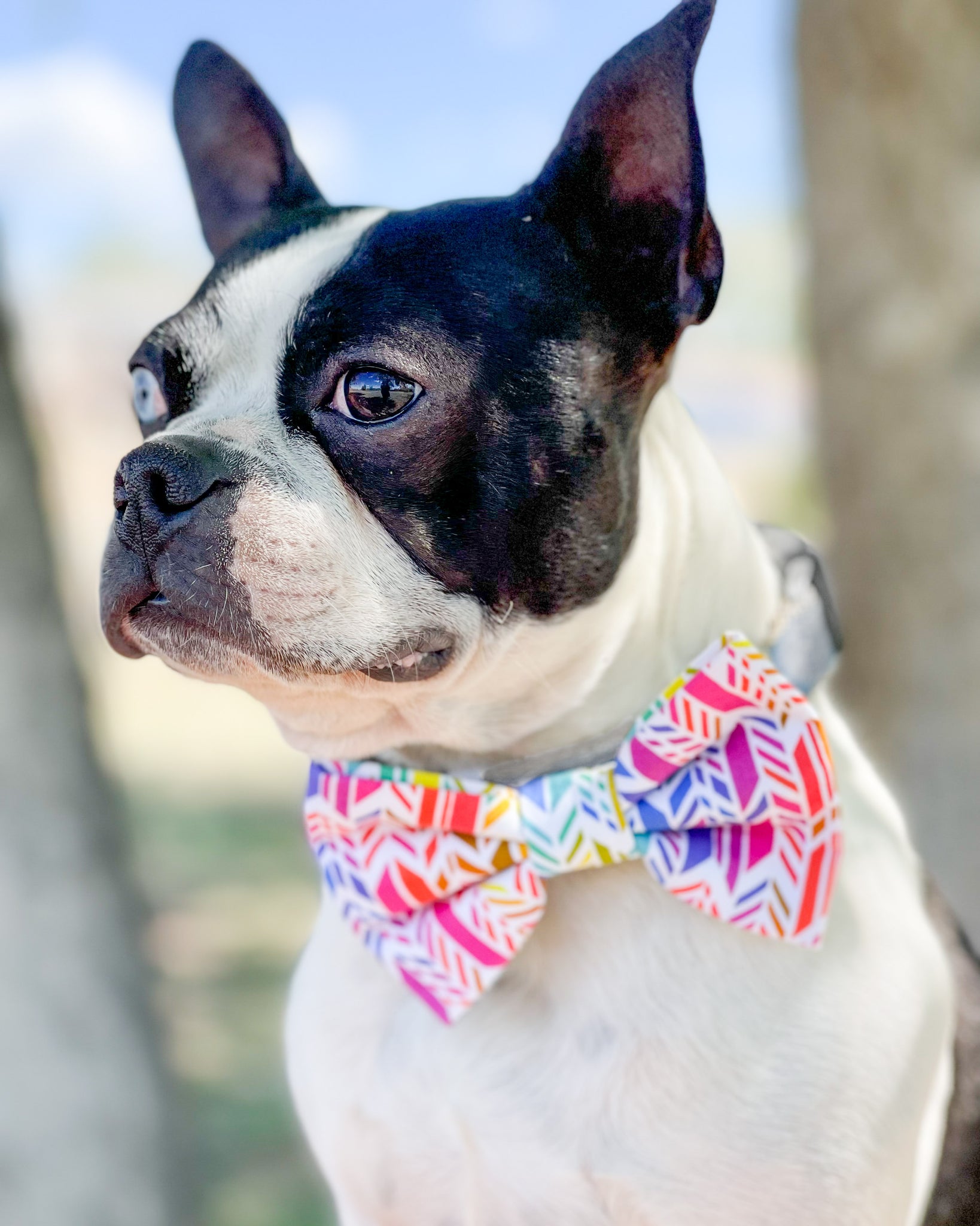 Kaleidoscope Dog Bow Tie Loki Doki Dog