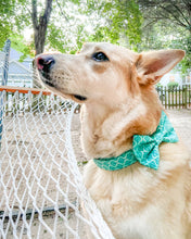 Load image into Gallery viewer, Moroccan Dog Collar (Personalization Available)
