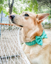 Load image into Gallery viewer, Moroccan Dog Bow Tie
