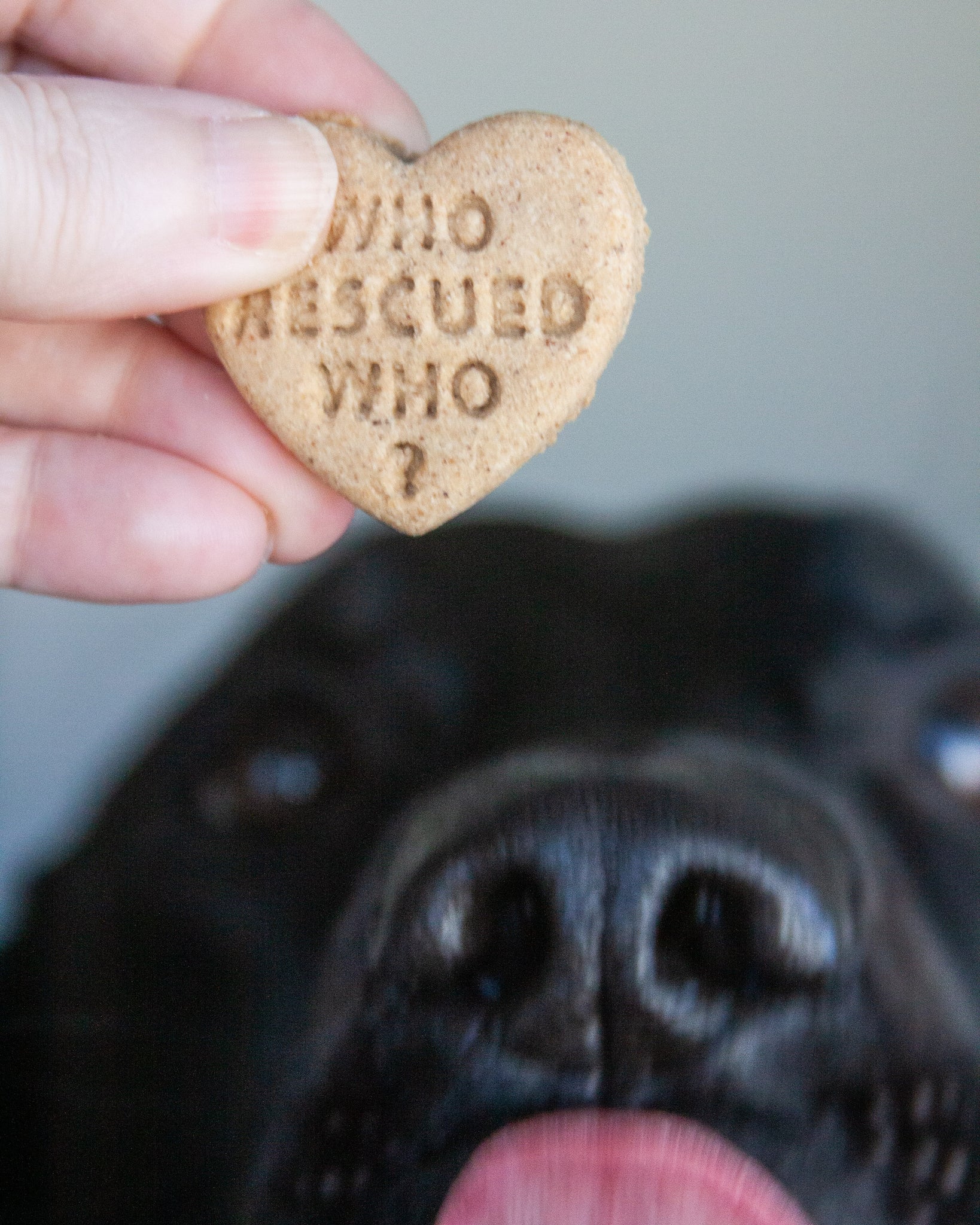 Conversation Heart Shaped Cookie Cutter (NEW Additional sayings availa –  Loki Doki Dog