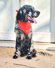 Load image into Gallery viewer, Birds in Flight Dog Bandana
