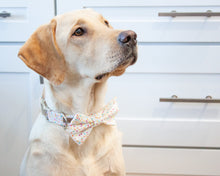 Load image into Gallery viewer, Sprinkles Dog Collar (Personalization Available)
