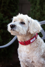 Load image into Gallery viewer, Red Dot Dog Collar
