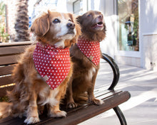 Load image into Gallery viewer, Star-spangled Dog Bandana (Personalization Available)
