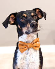 Load image into Gallery viewer, Golden Arrows Dog Collar
