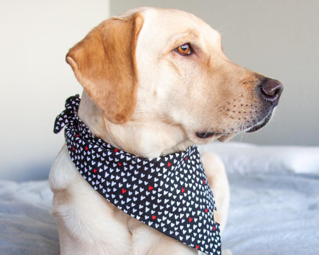 Bandana para perro Mad Love