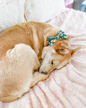 Load image into Gallery viewer, Citrus Bliss Dog Bow Tie

