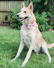 Load image into Gallery viewer, Confetti Dog Collar (Personalization Available)
