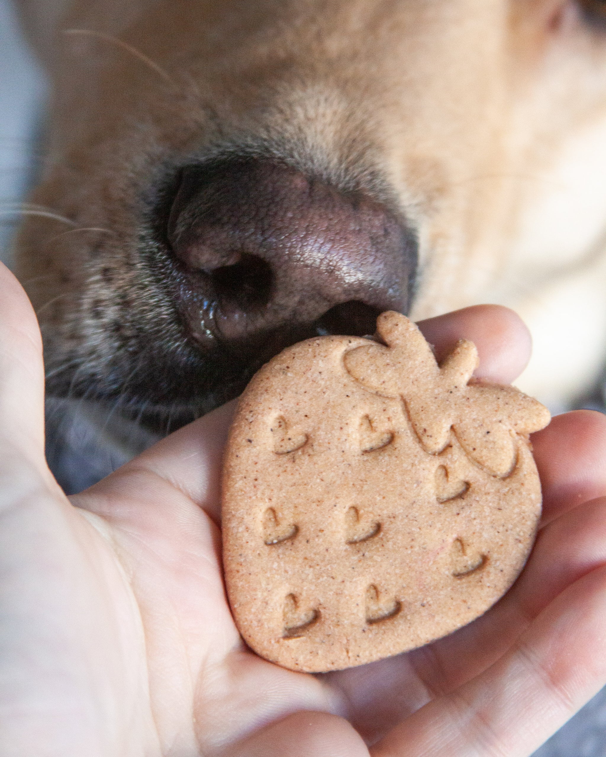 Strawberry Love Cookie Cutter – Loki Doki Dog