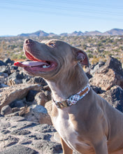 Load image into Gallery viewer, SO Plaid Light Dog Collar
